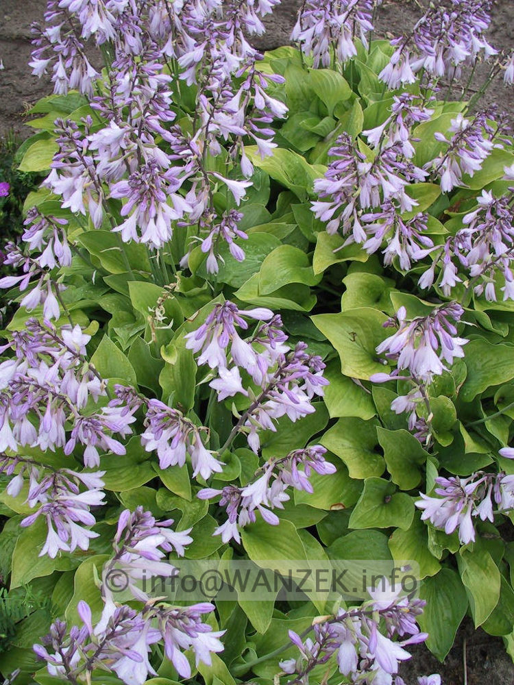 Hosta nakaiana Golden Nakaiana 03.jpg